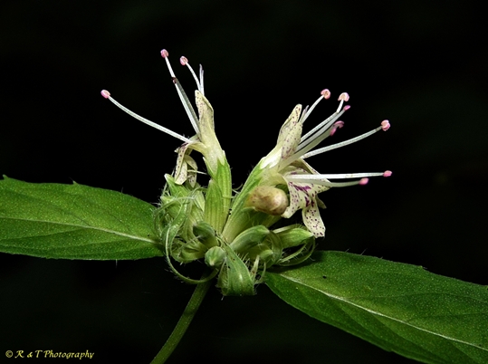 {Pycnanthemum montanum}